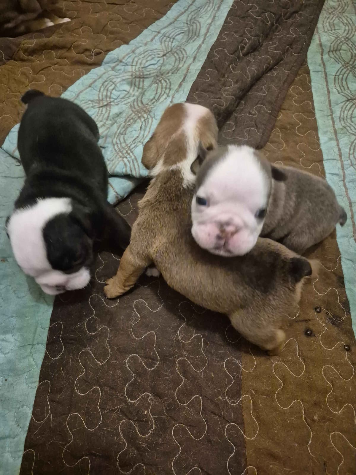 Bulldog Puppies breeder image 4