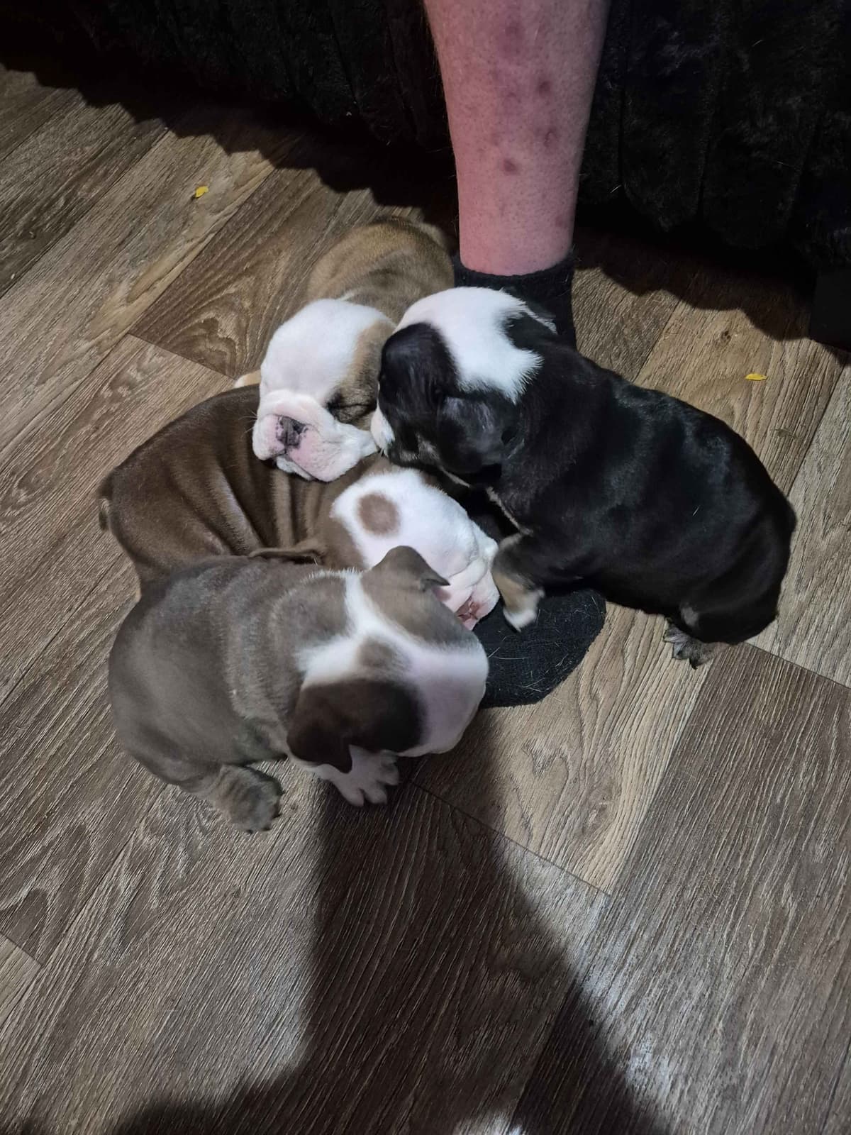 Bulldog Puppies breeder image 7