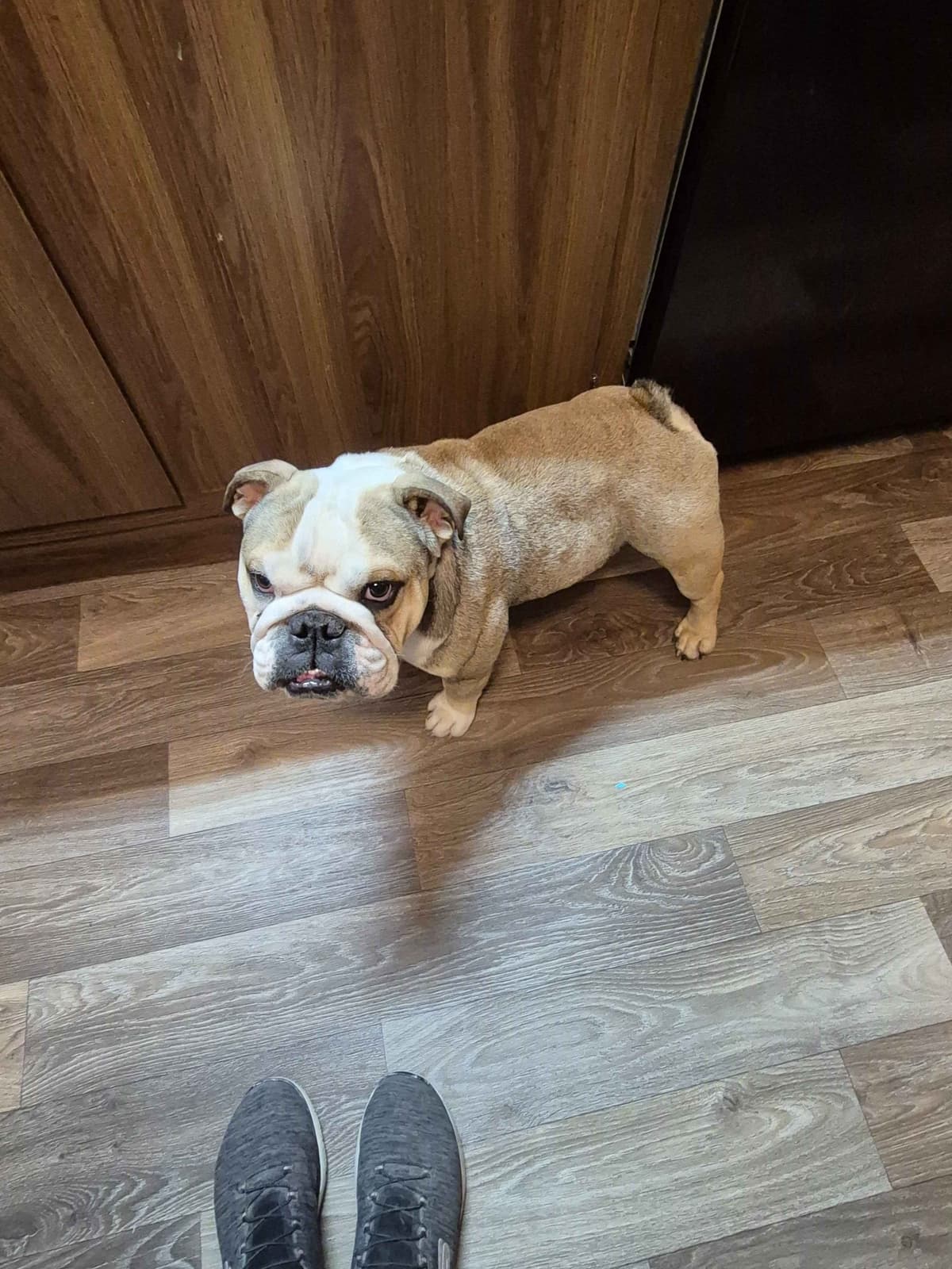 Bulldog Puppies breeder image 6