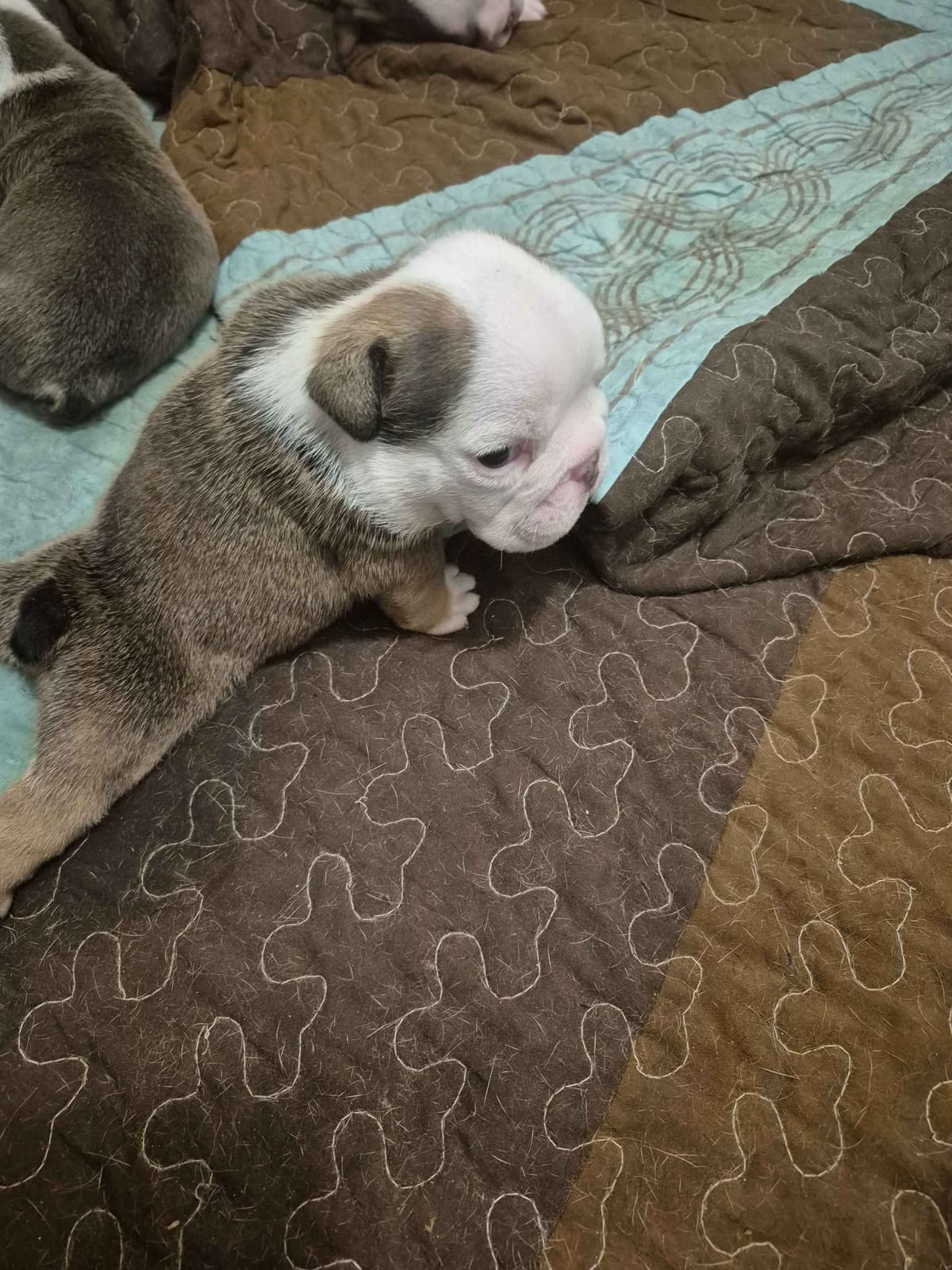 Bulldog Puppies breeder image 8