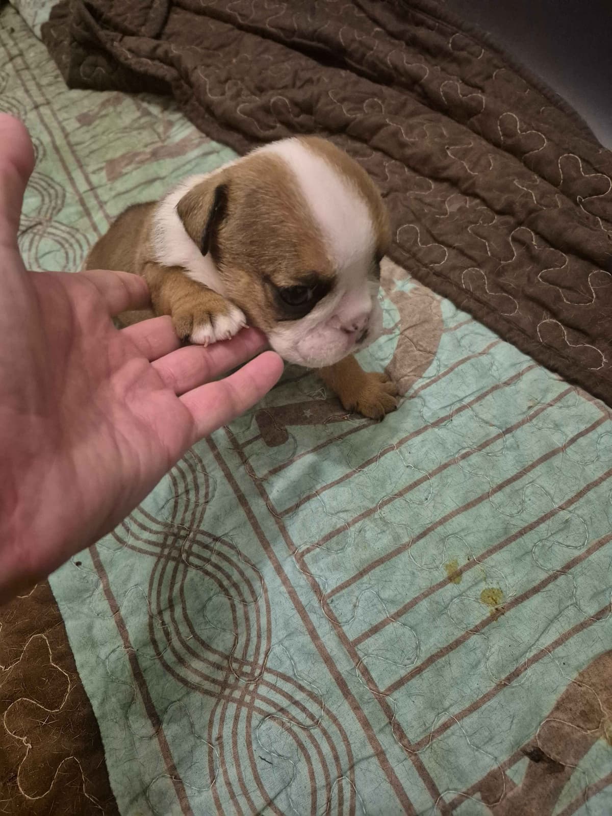 Bulldog Puppies breeder image 5