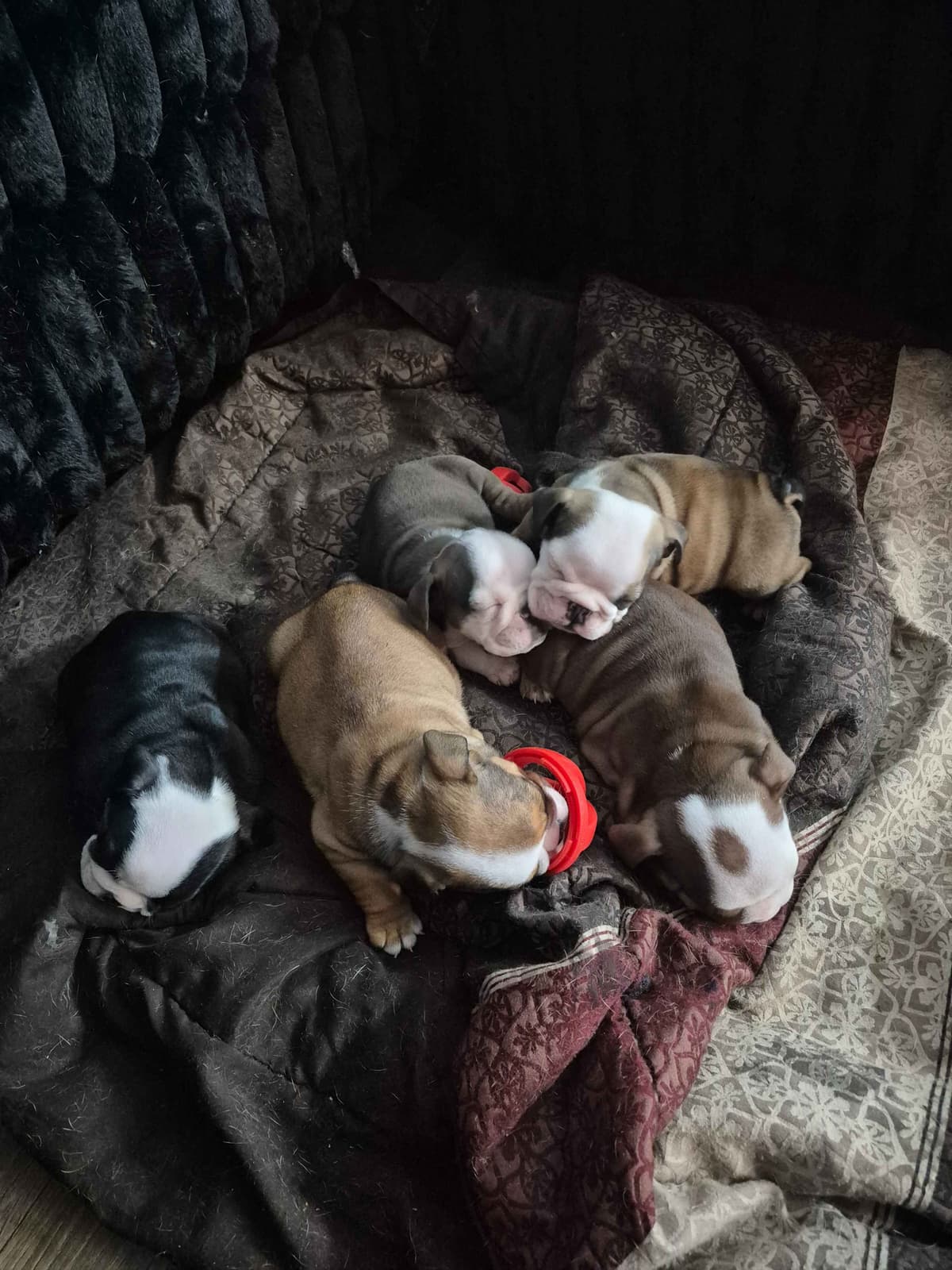 Bulldog Puppies breeder image 10
