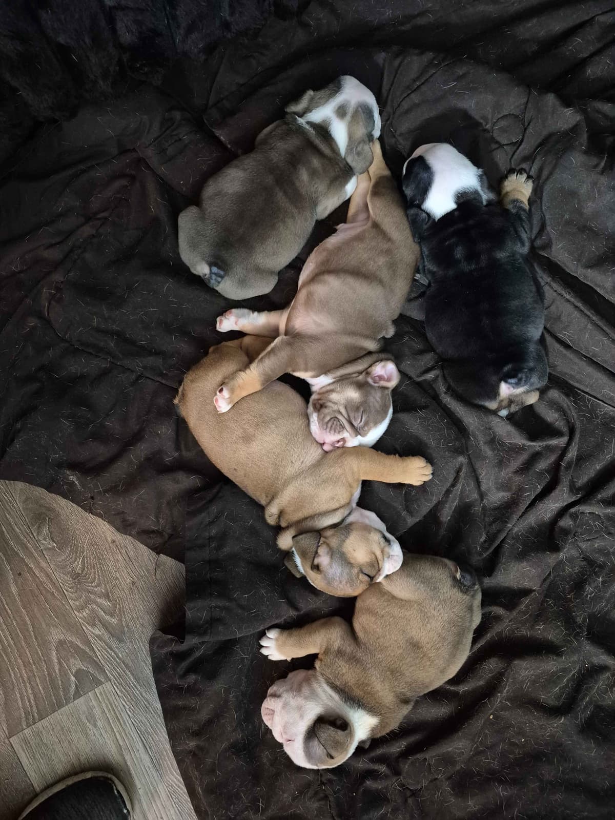 Bulldog Puppies breeder image 11