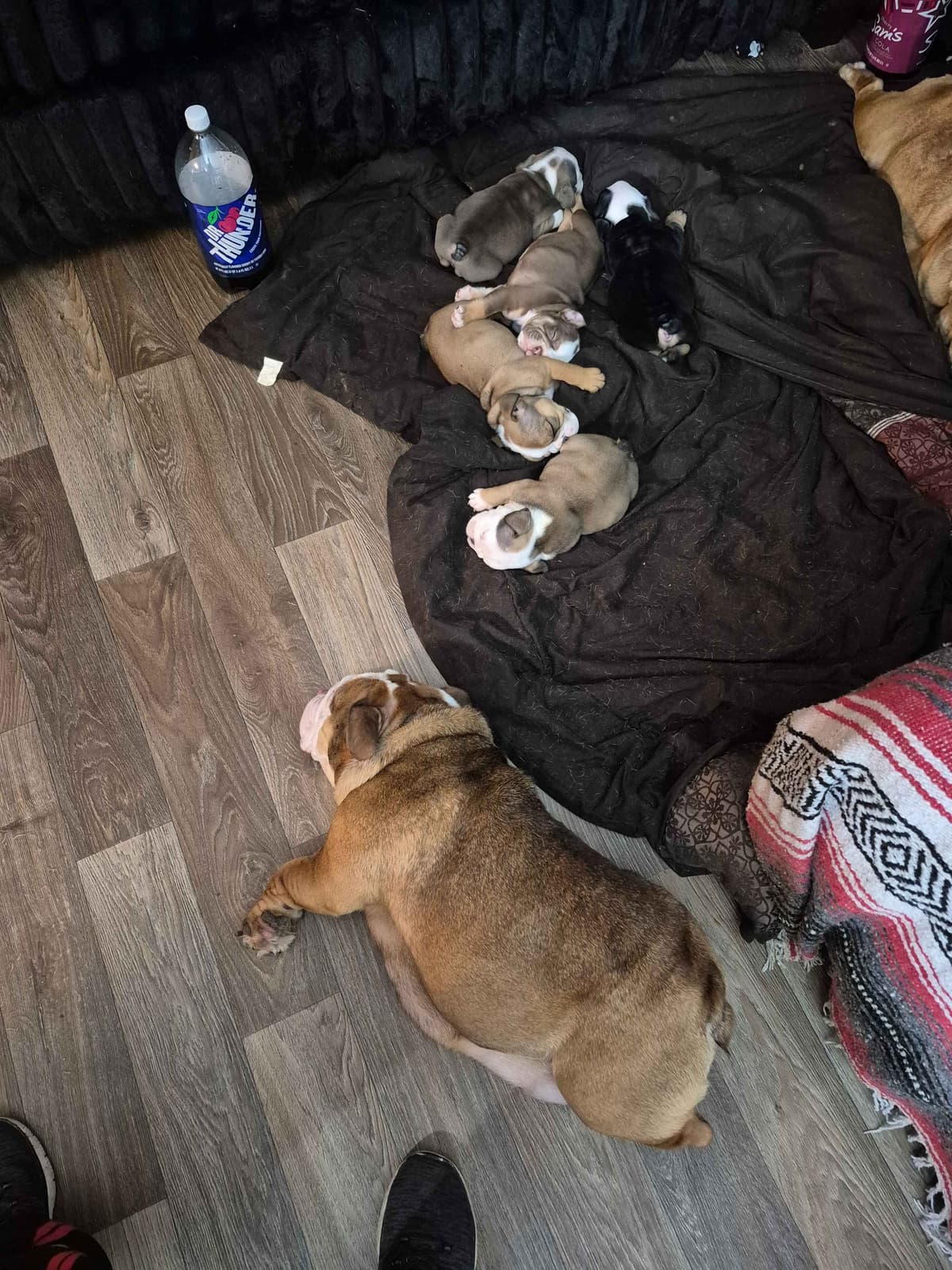 Bulldog Puppies breeder image 12