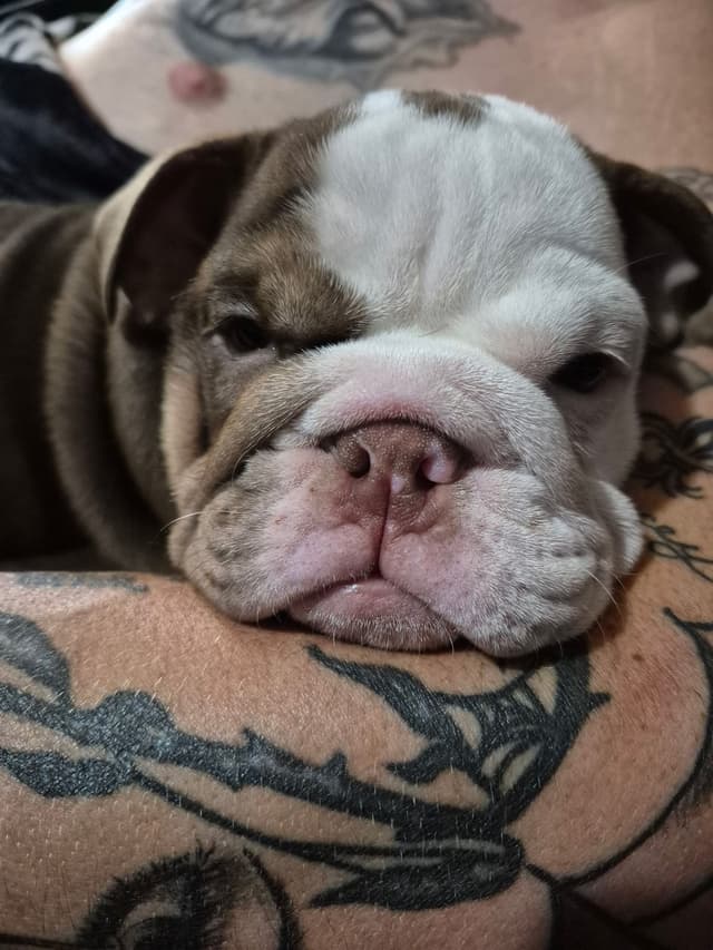 Bulldog Puppies media 4