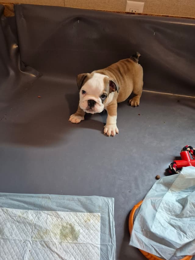 Bulldog Puppies media 2