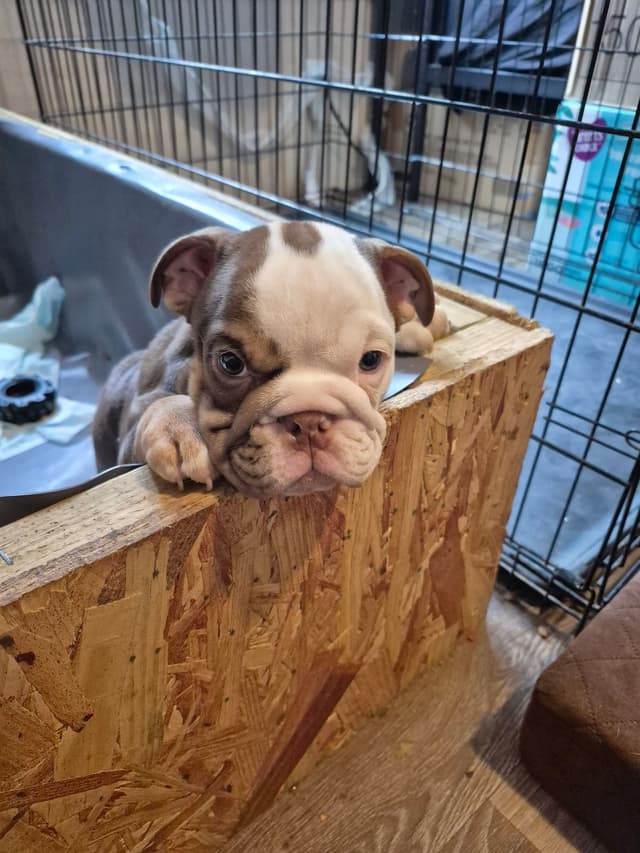 Bulldog Puppies media 3