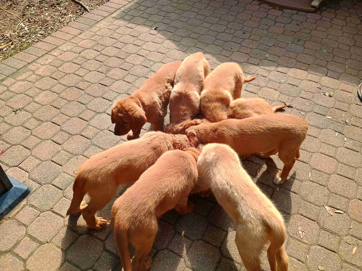 Golden Retriever Puppies breeder image 1