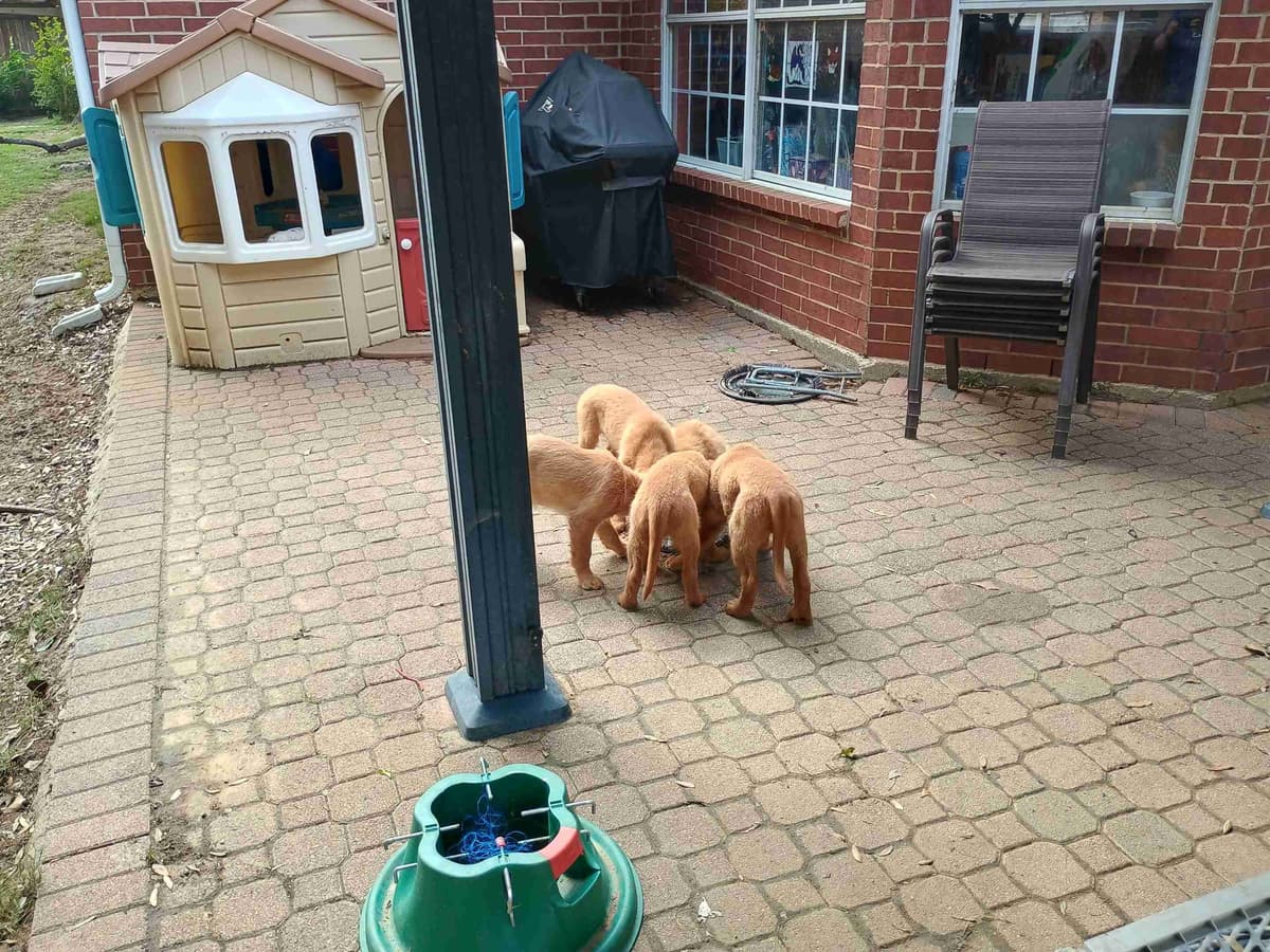 Golden Retriever Puppies breeder image 3