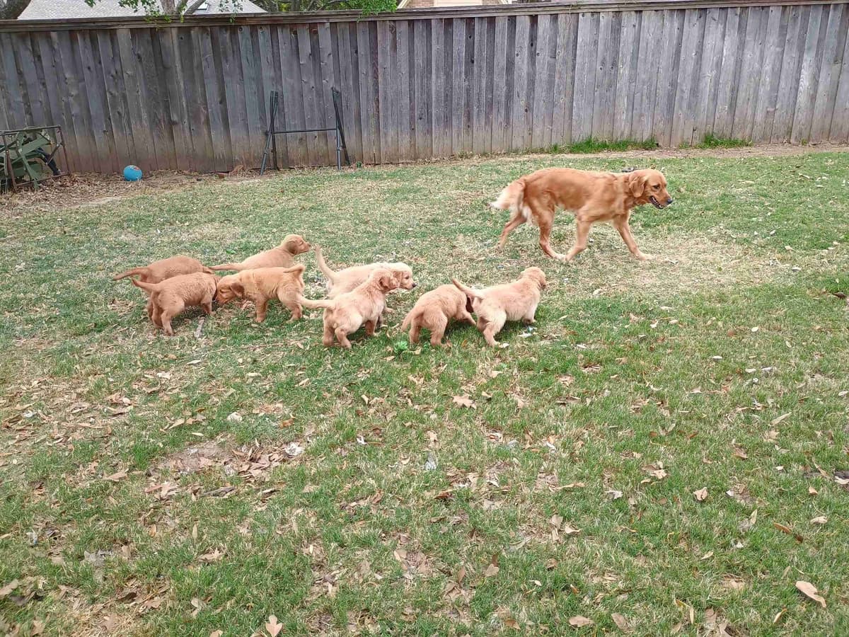 Golden Retriever Puppies breeder image 4