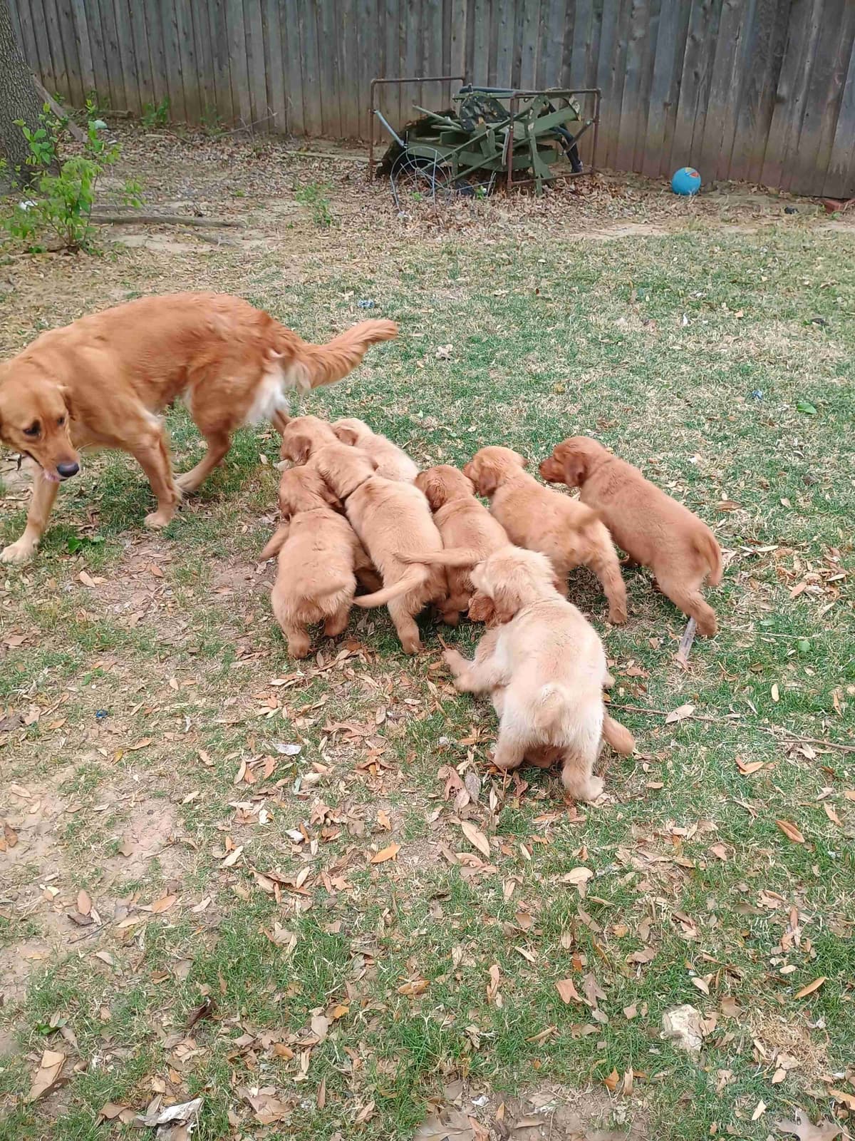 Golden Retriever Puppies breeder image 5
