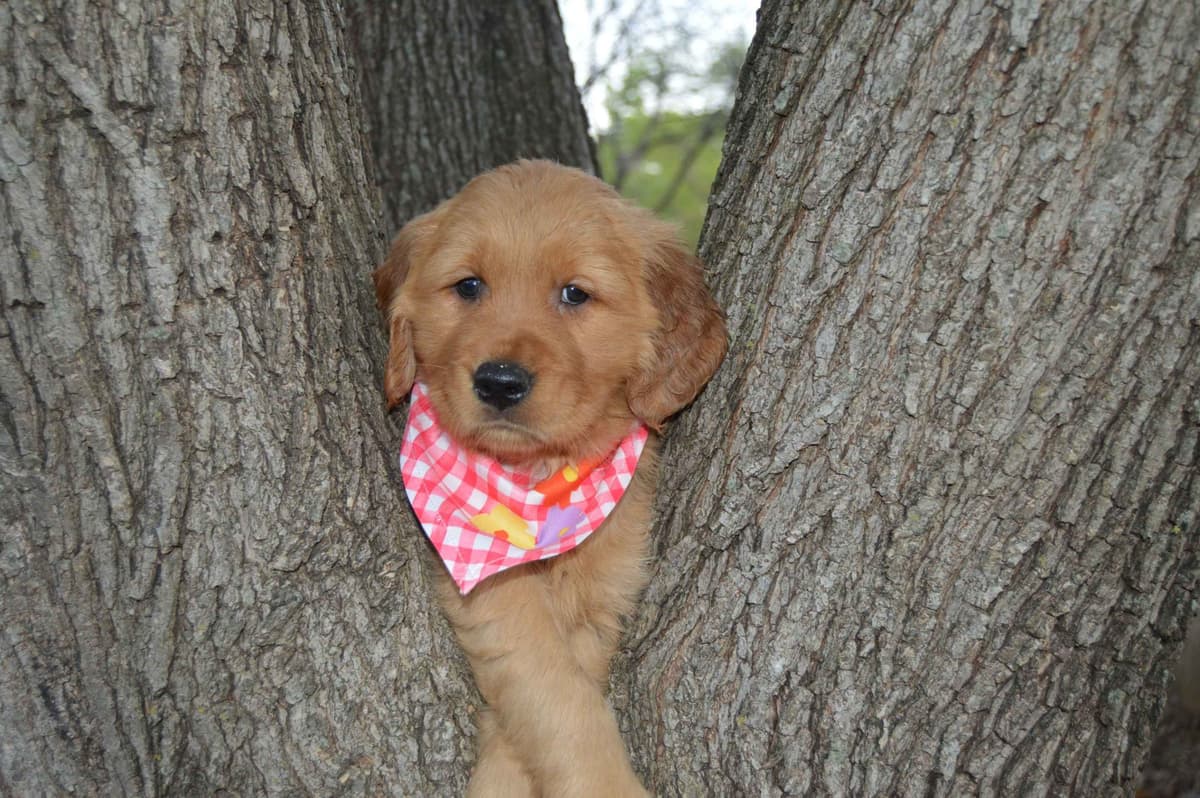 Golden Retriever Puppies breeder image 6