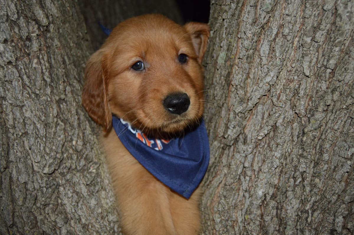 Golden Retriever Puppies breeder image 7