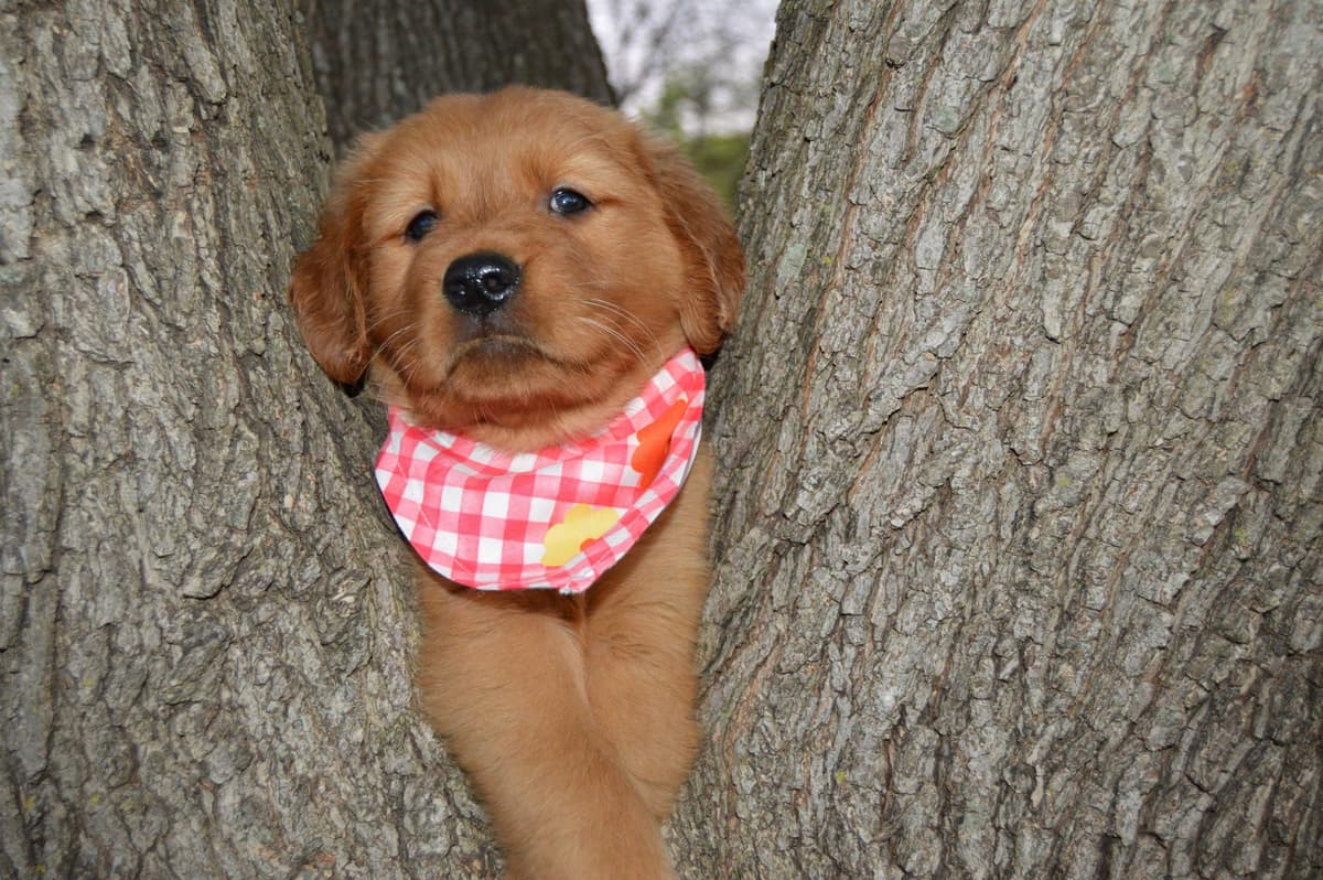 Golden Retriever Puppies breeder image 8