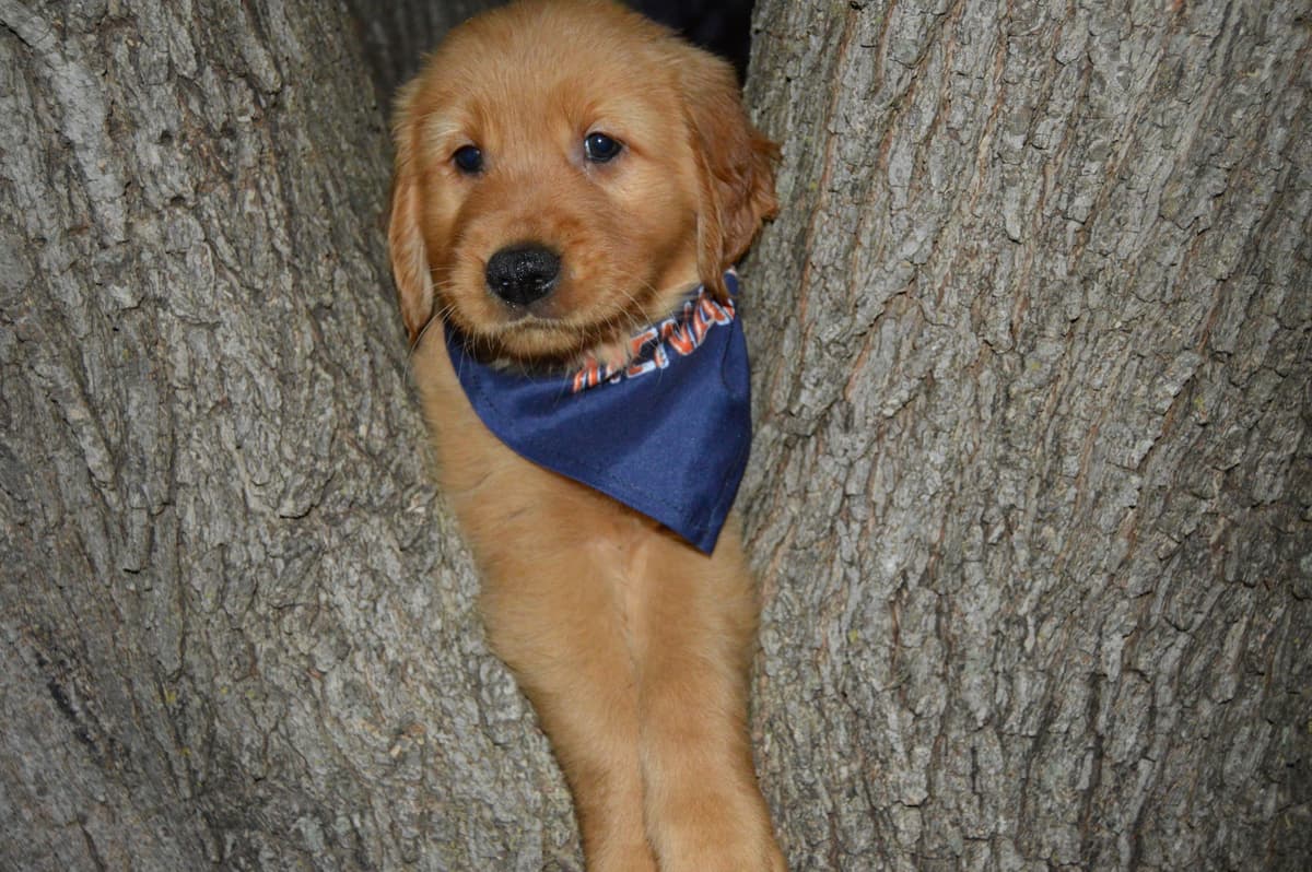 Golden Retriever Puppies breeder image 9
