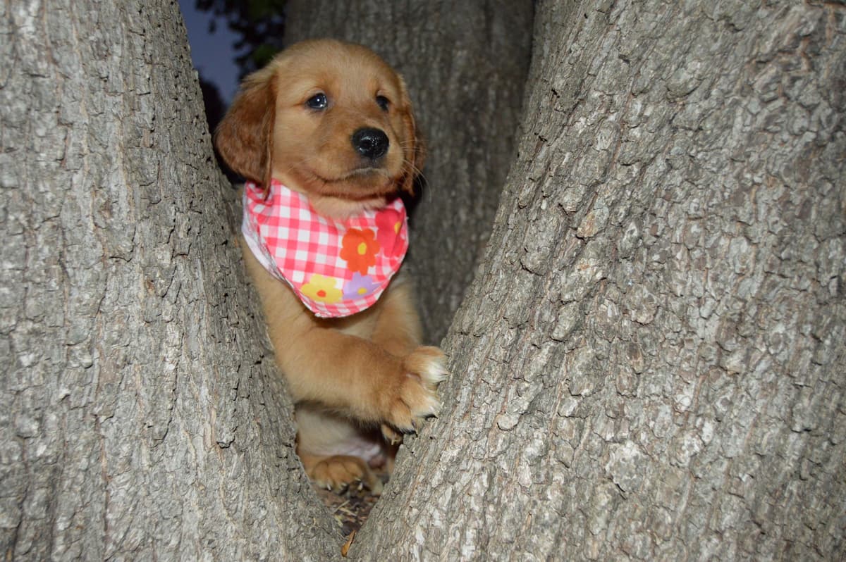 Golden Retriever Puppies breeder image 10