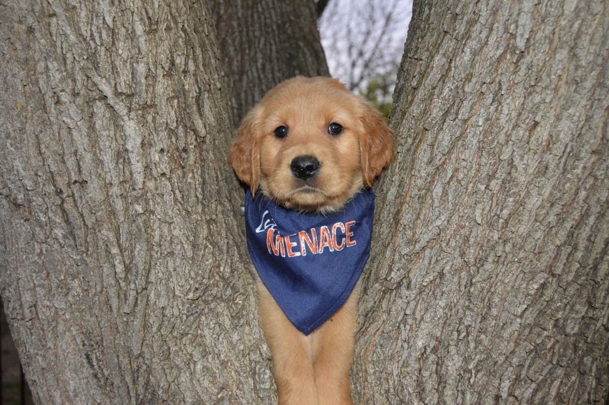 Golden Retriever Puppies breeder image 11