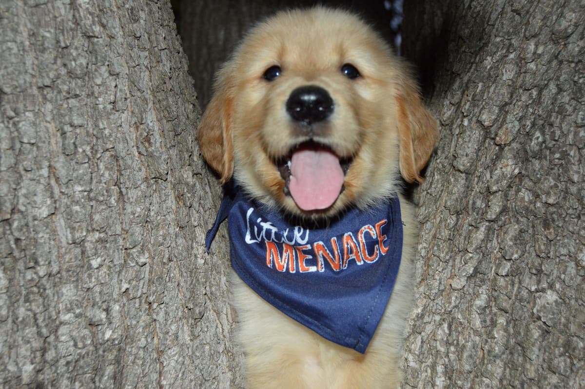 Golden Retriever Puppies breeder image 12