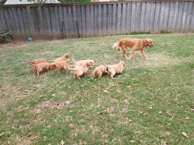 Golden Retriever Puppies media 4