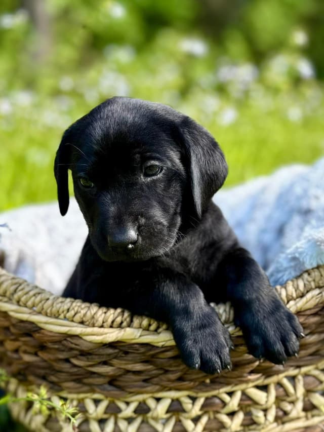Labrador Retriever Puppies media 2
