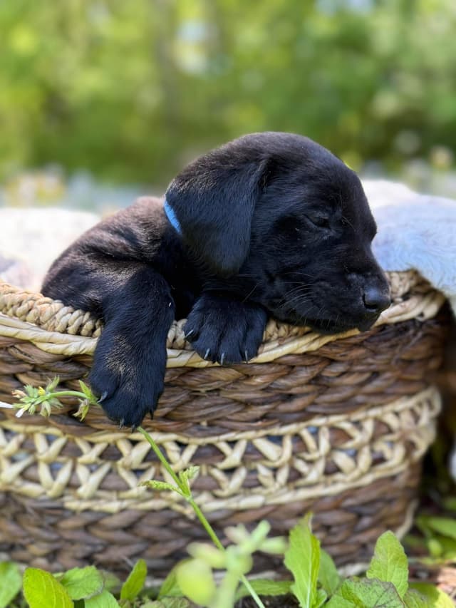 Labrador Retriever Puppies media 3