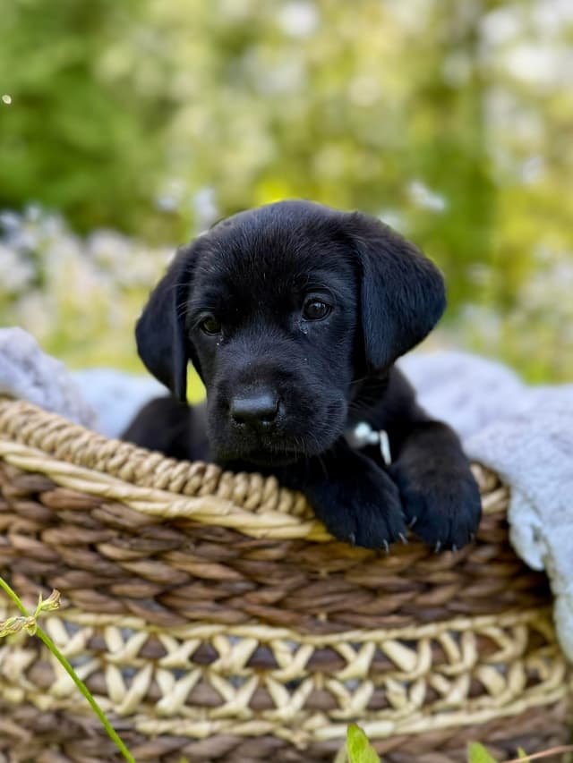 Labrador Retriever Puppies media 4