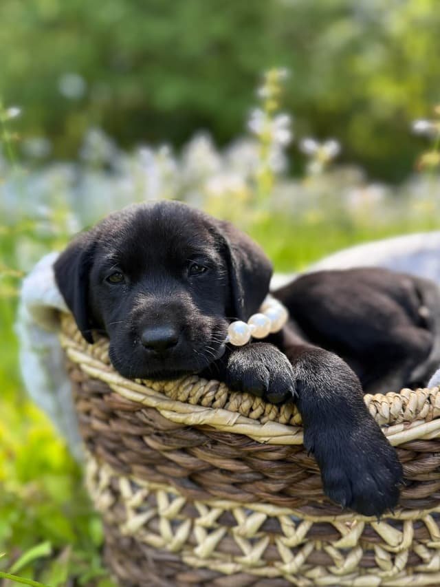 Labrador Retriever Puppies media 5