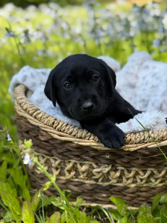 Labrador Retriever Puppies media 6