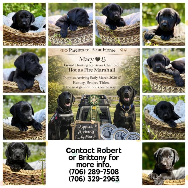 Labrador Retriever Puppies media 7