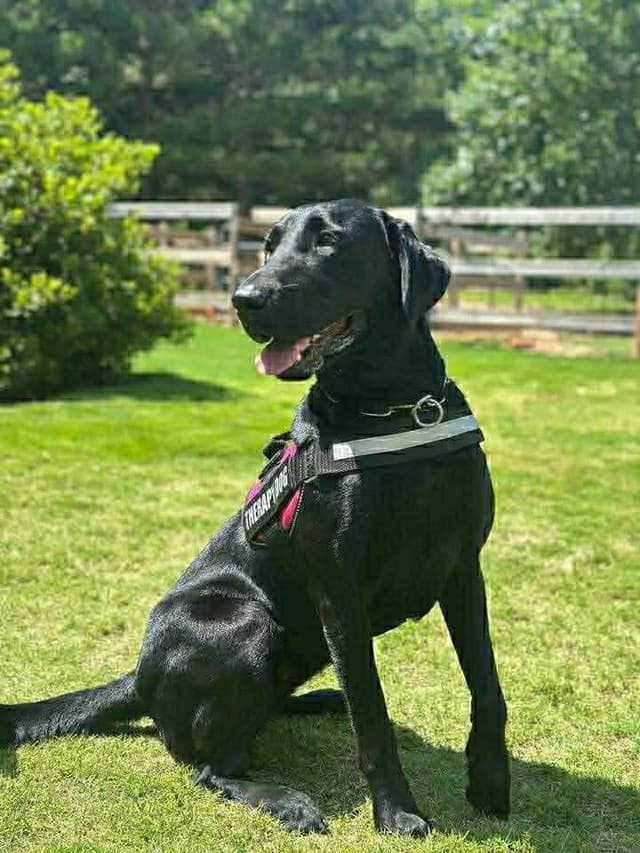 Labrador Retriever Puppies media 8