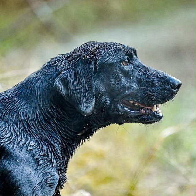 Labrador Retriever Puppies media 10