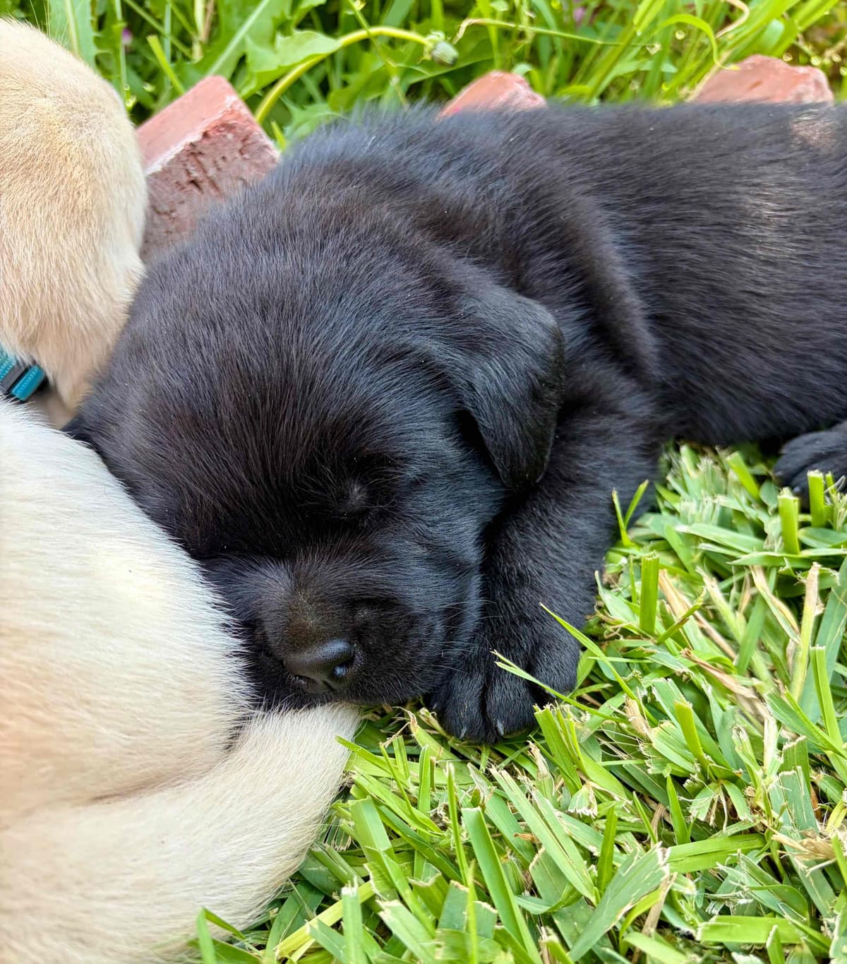Halliburtons English Labrador Retriever Puppies breeder image 10