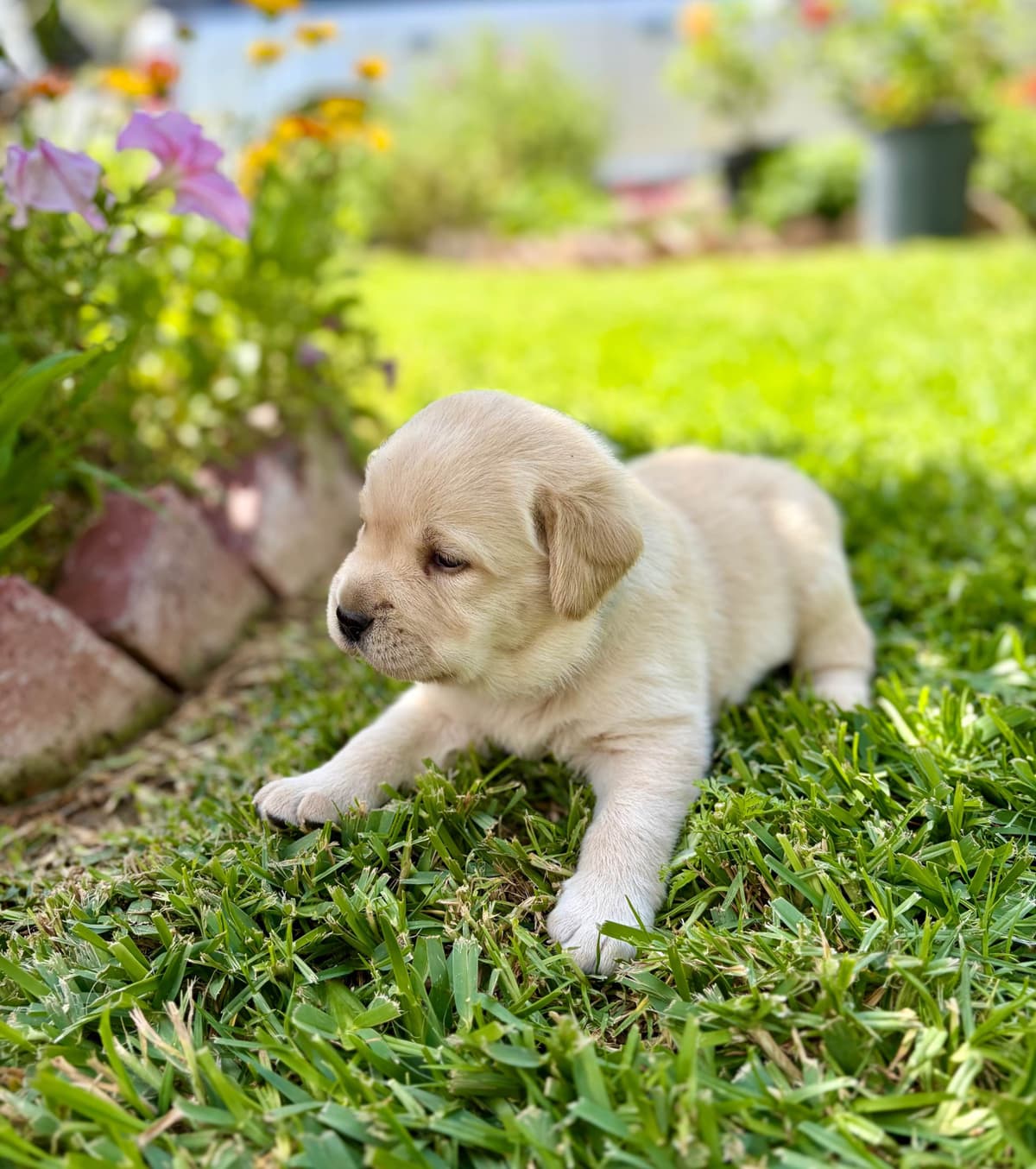 Halliburtons English Labrador Retriever Puppies breeder image 8