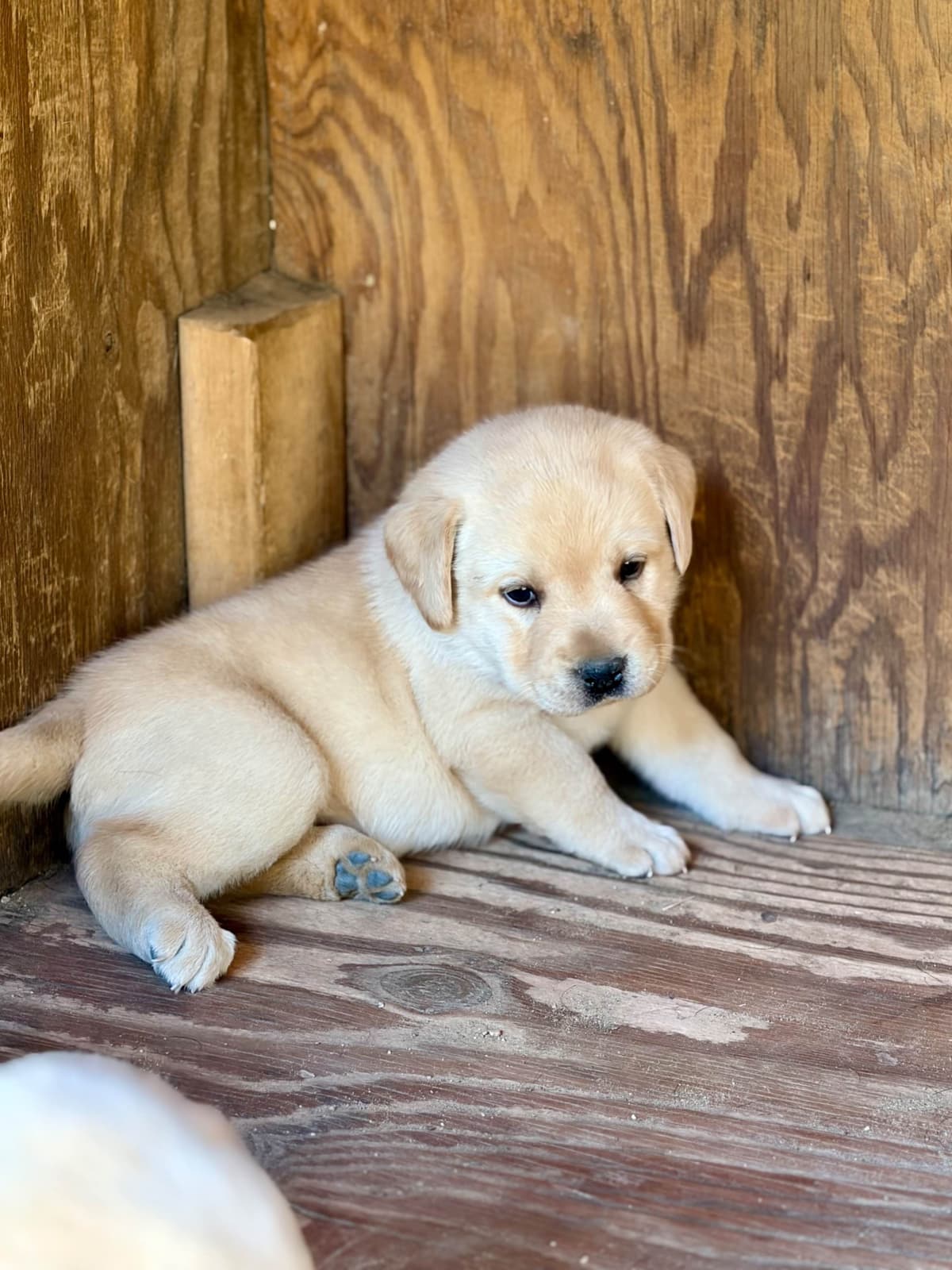 Halliburtons English Labrador Retriever Puppies breeder image 9