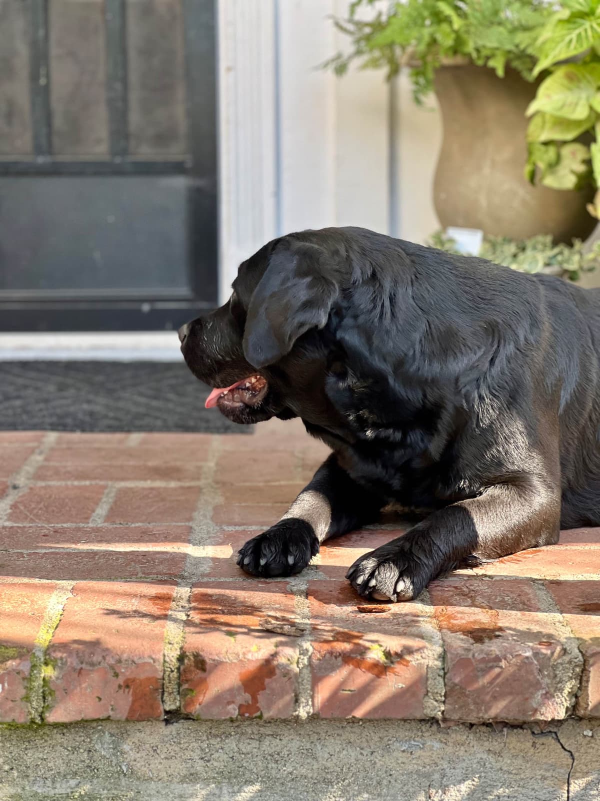 Halliburtons English Labrador Retriever Puppies breeder image 13