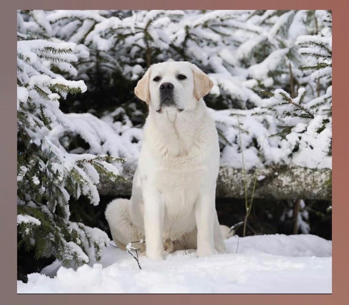 Halliburtons English Labrador Retriever Puppies breeder image 17