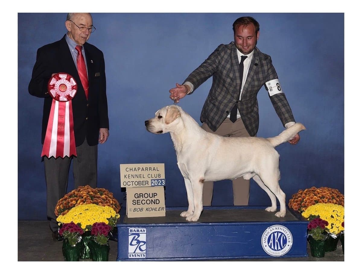 Halliburtons English Labrador Retriever Puppies breeder image 16