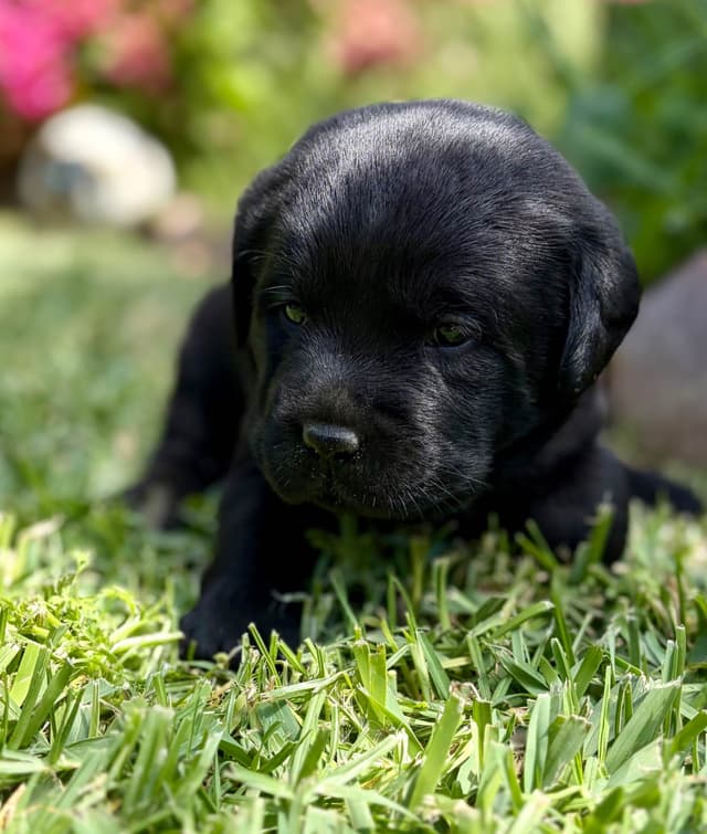 Halliburtons English Labrador Retriever Puppies media 12