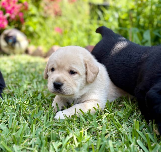 Halliburtons English Labrador Retriever Puppies media 15