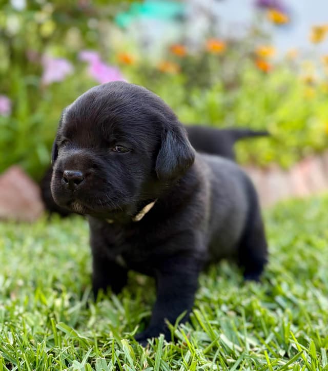 Halliburtons English Labrador Retriever Puppies media 14