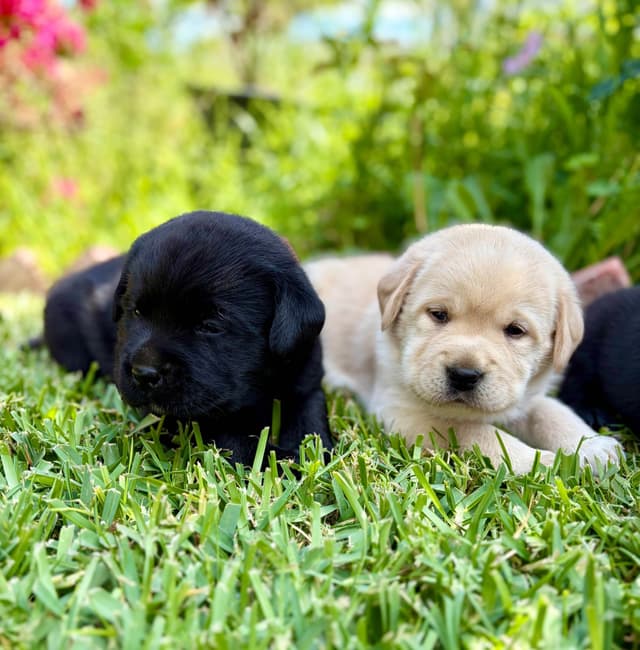 Halliburtons English Labrador Retriever Puppies media 16