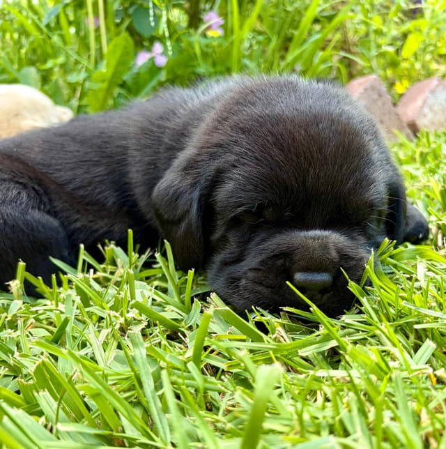 Halliburtons English Labrador Retriever Puppies media 19
