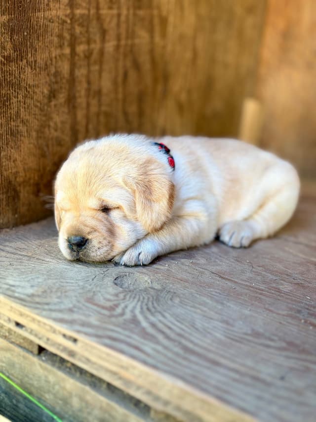 Halliburtons English Labrador Retriever Puppies media 17