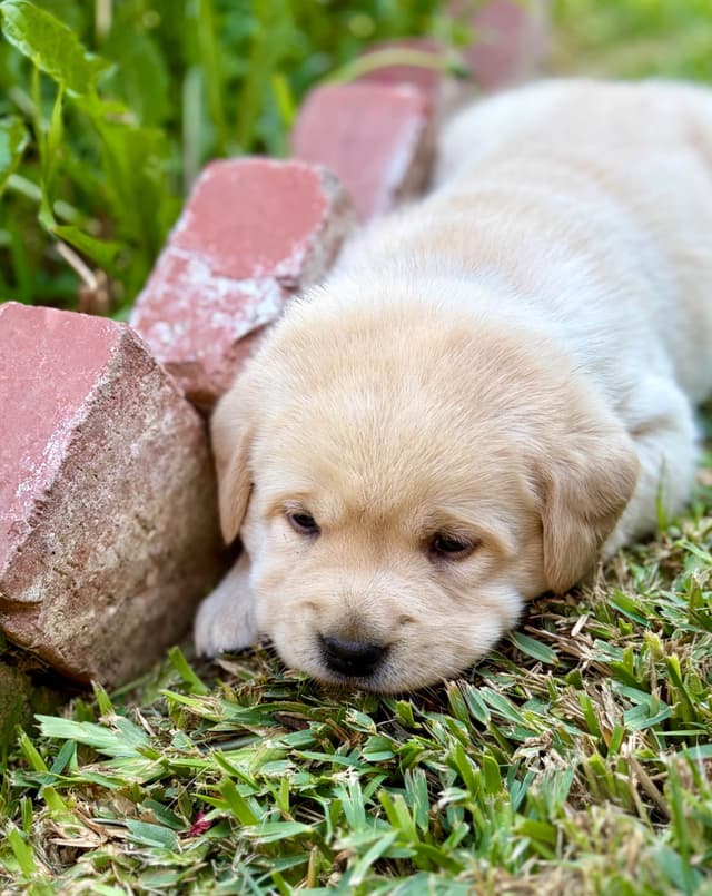 Halliburtons English Labrador Retriever Puppies media 18