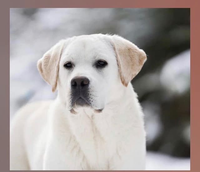 Halliburtons English Labrador Retriever Puppies media 21