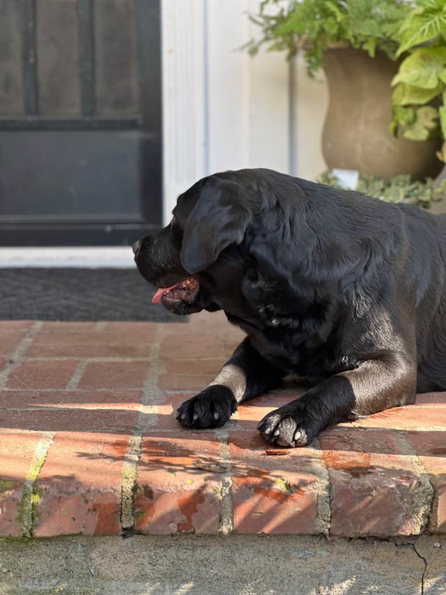 Halliburtons English Labrador Retriever Puppies media 26