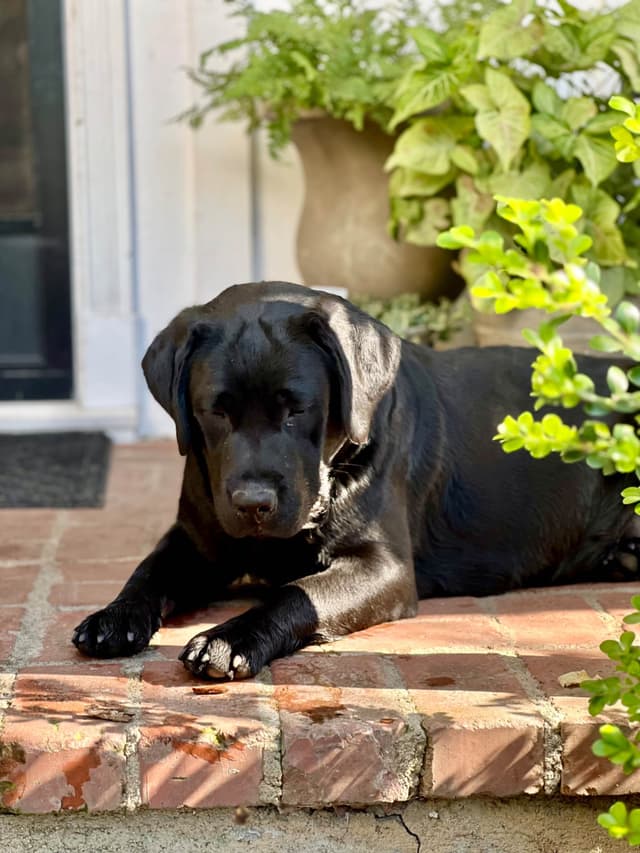 Halliburtons English Labrador Retriever Puppies media 27