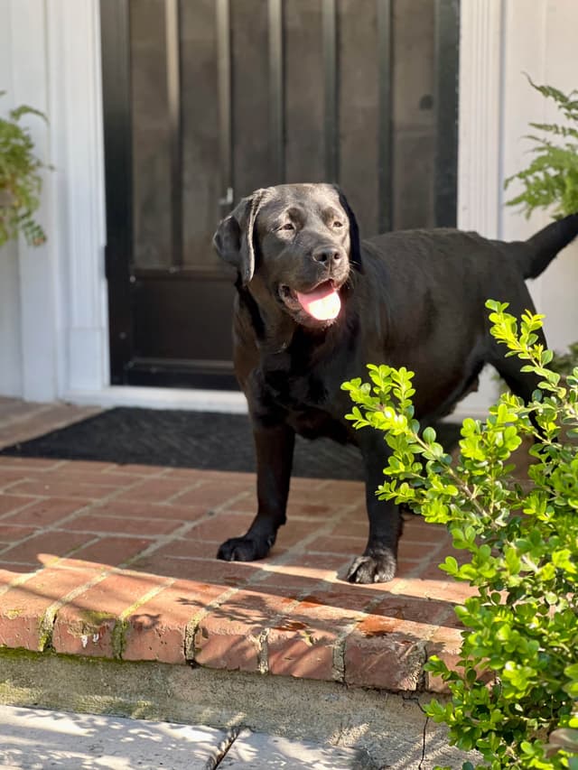 Halliburtons English Labrador Retriever Puppies media 28