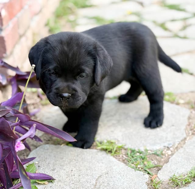 Halliburtons English Labrador Retriever Puppies media 8