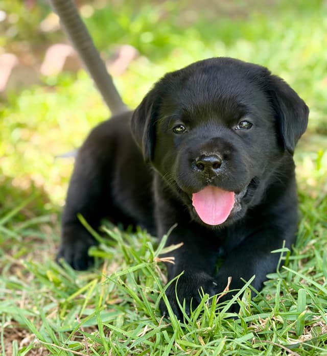Halliburtons English Labrador Retriever Puppies media 9